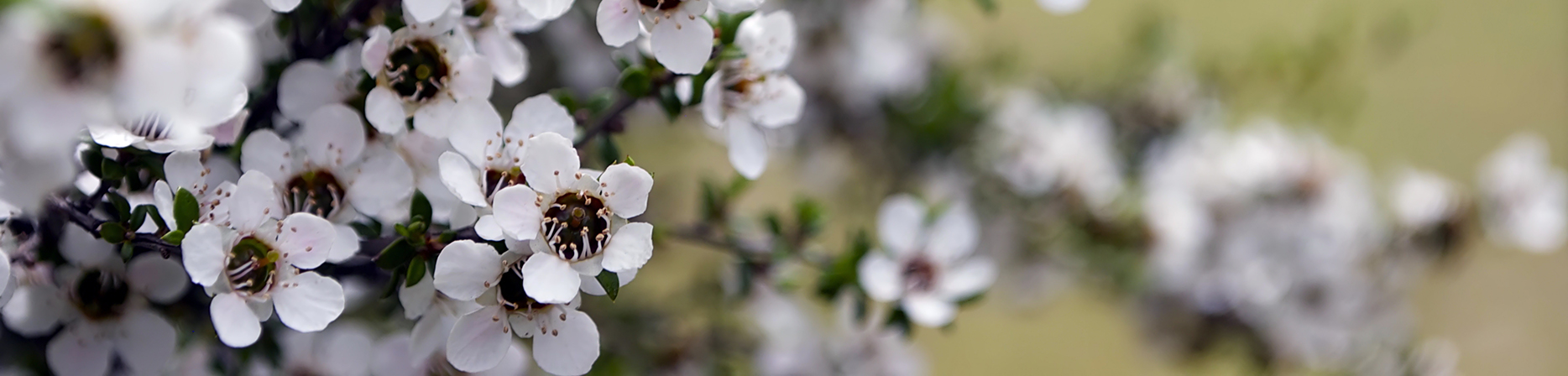Manuka Flower